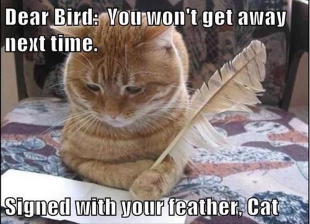 funny cat and bird